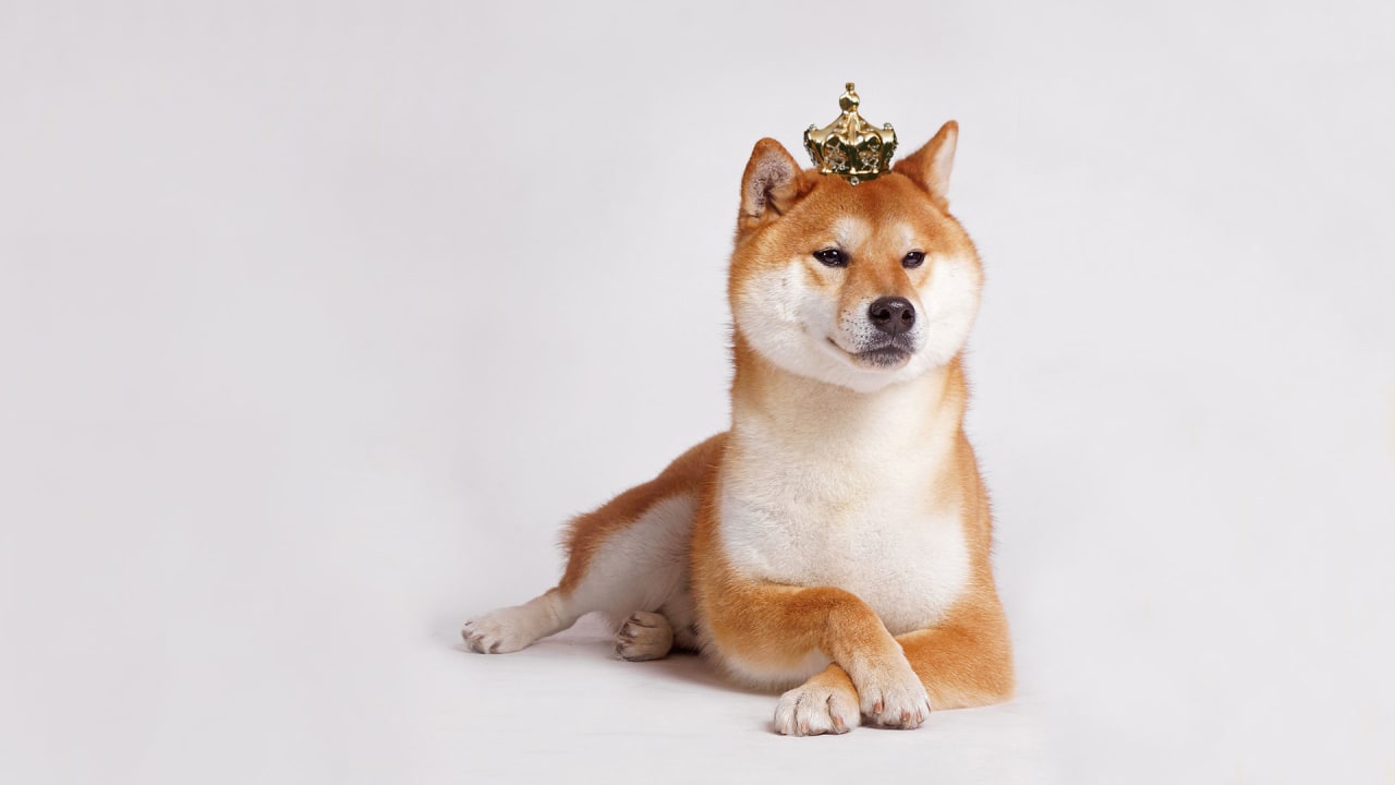 Shiba Inu Altcoin's Popularity Skyrockets, Tops Rival Token Dogecoin