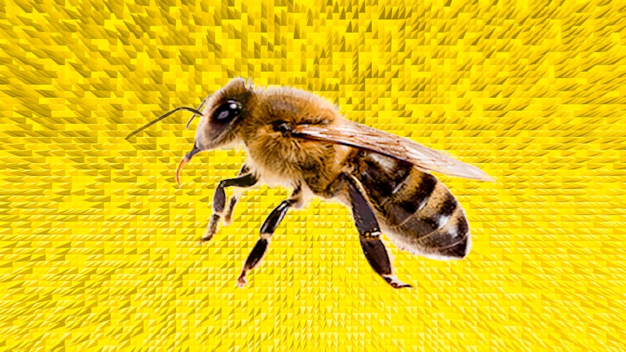 Gen Z dating app Fruitz was just bought by Bumble