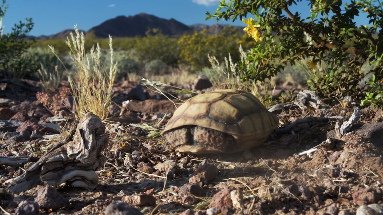 Tortoise burned in fire gets custom 3D printed shell