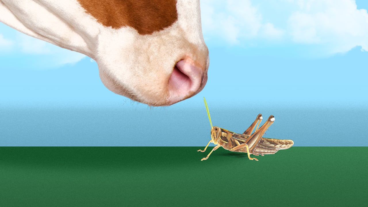 If men and women won’t eat bugs, maybe cows will?