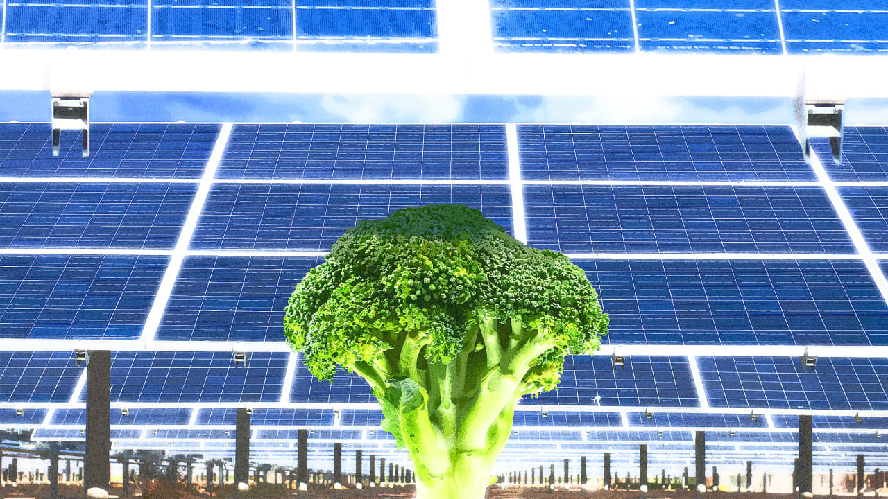 There’s a lot of land under solar panels—we should plant some stuff there