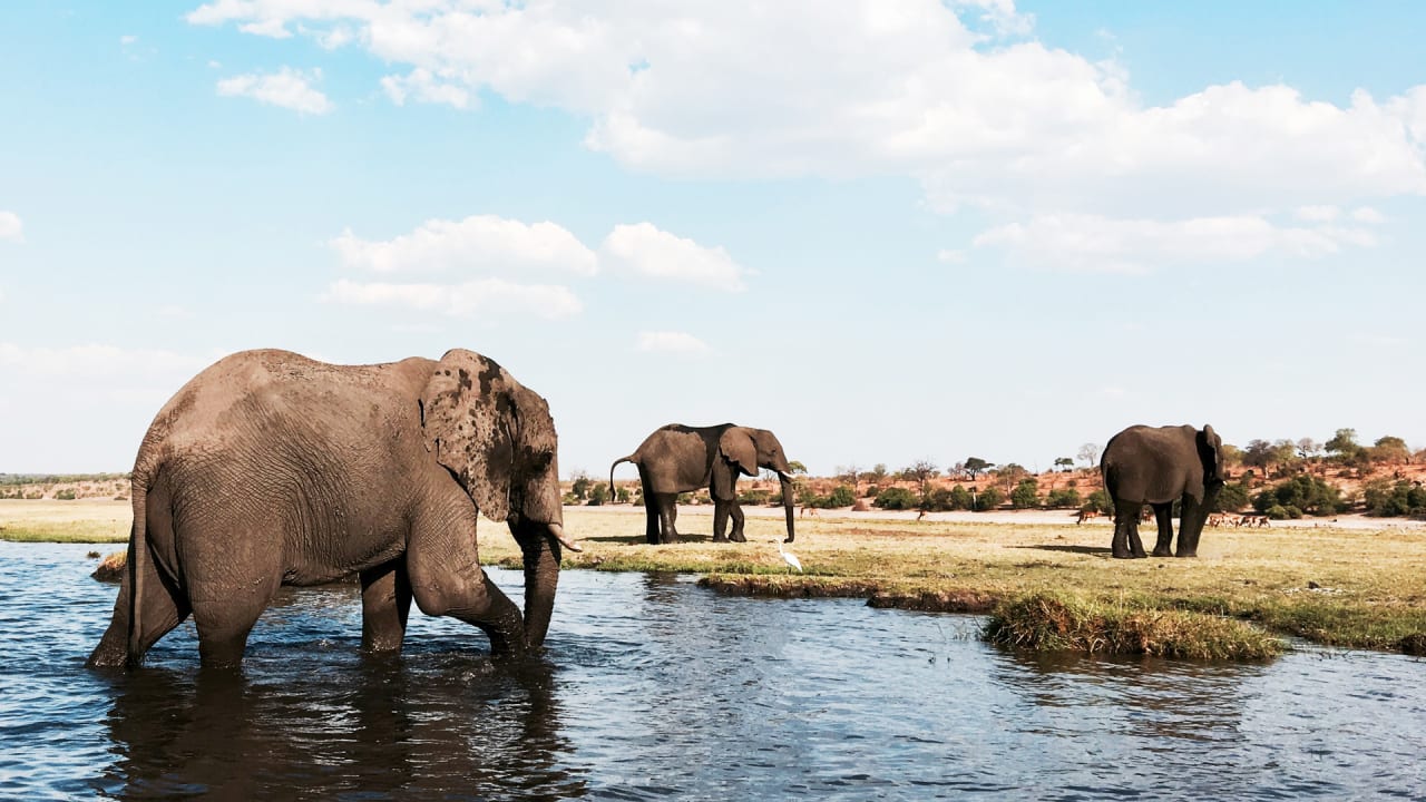 How Intelligent Parks is making use of related sensors to battle poaching