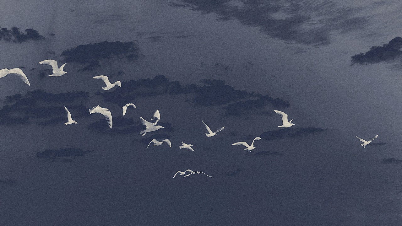 These high-tech tools study birds' ancient migratory routes - Vimarsana News