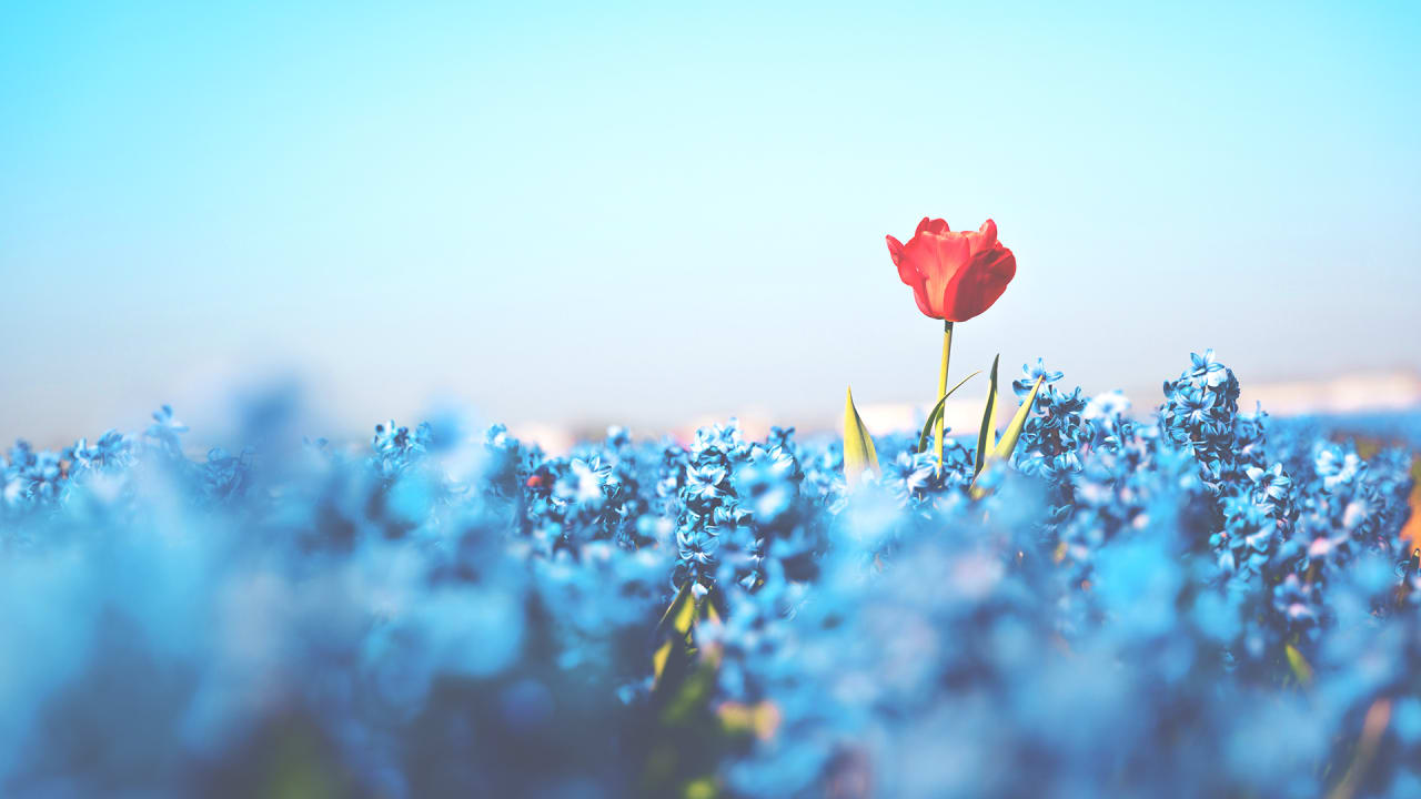 Leading teams despite differences