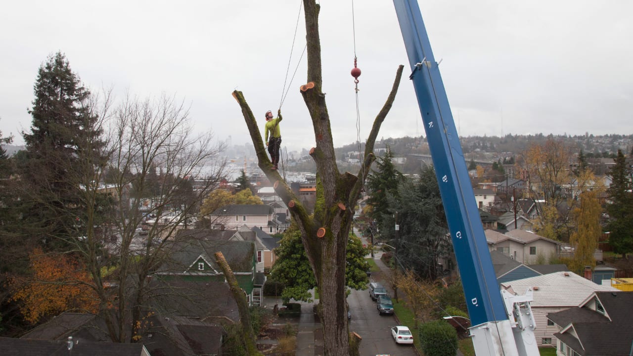 Urban wood How companies are recycling city trees into valuable lumbe