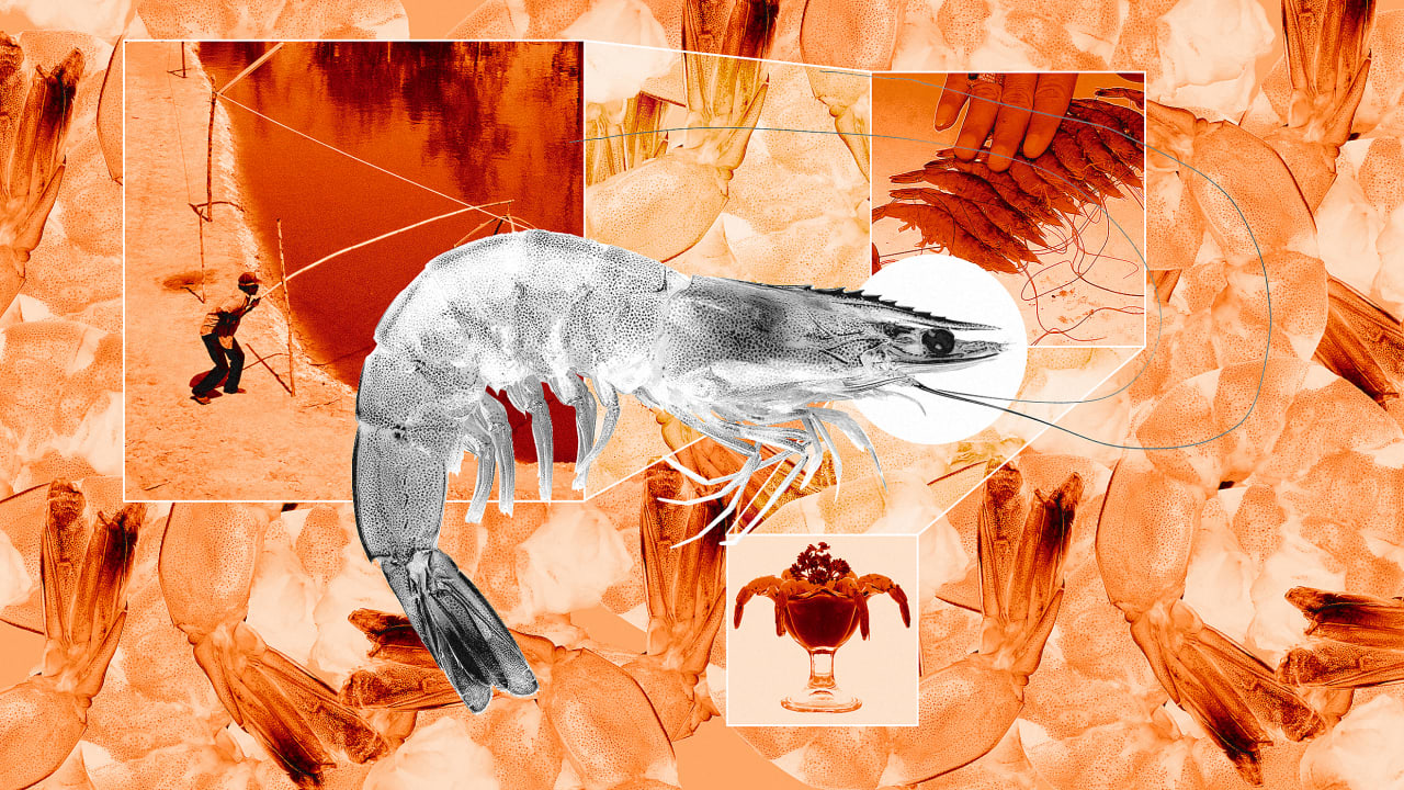 Shrimp farming is an ethical nightmare, but a new wave of alternatives