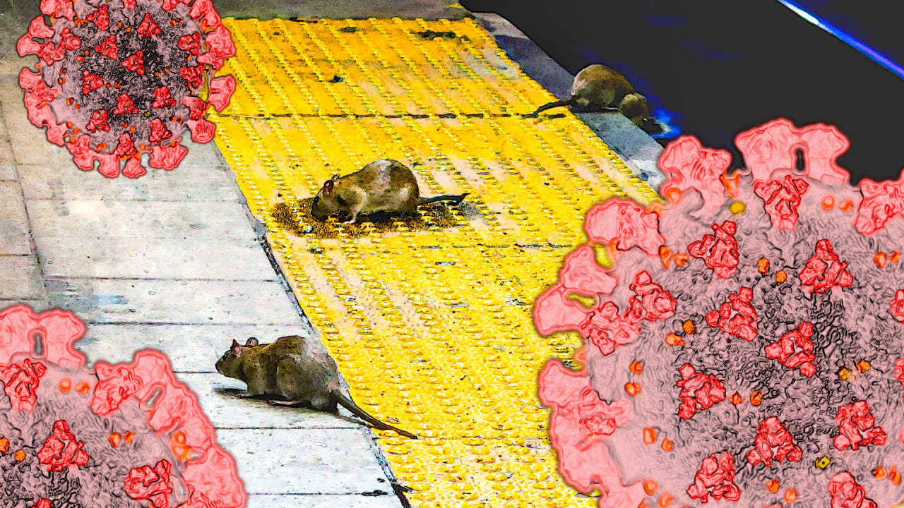 New York Rats Get COVID Including Omicron Delta Alpha Strains