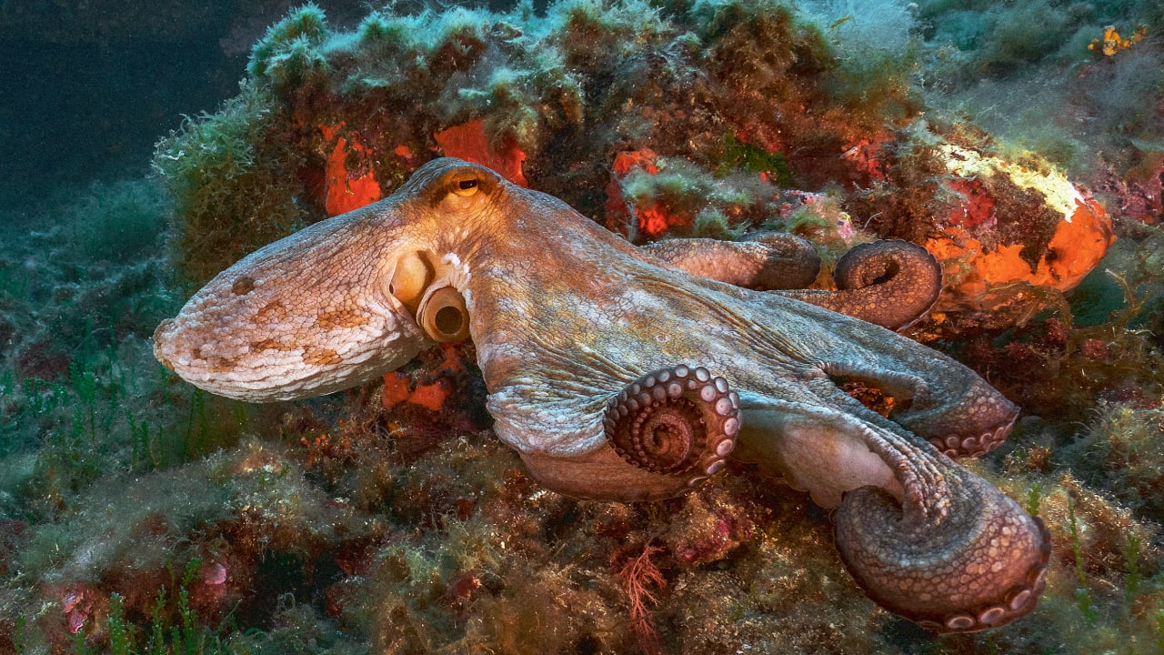 A seafood company has designed the world’s first octopus farm: Here’s why that’s horrifying