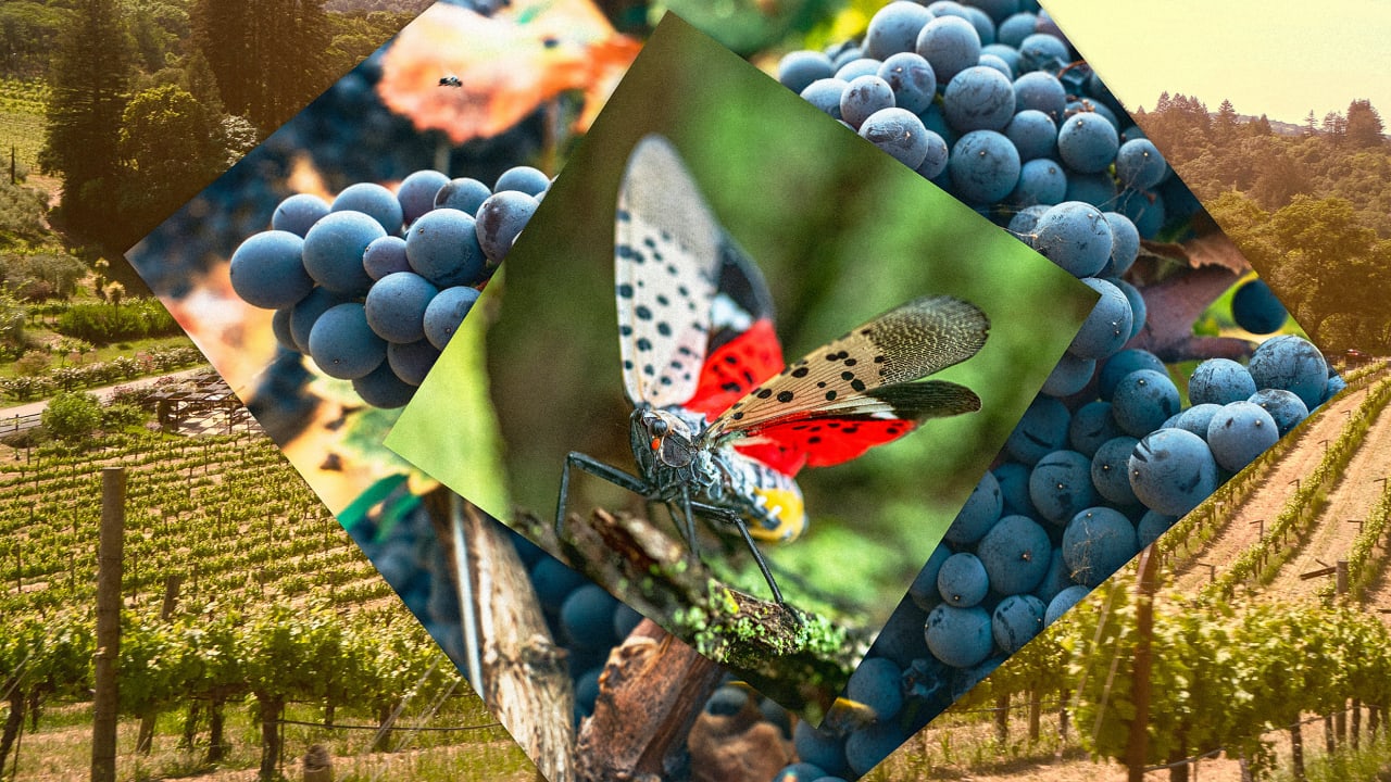 Spotted lanternflies are about to hatch. The wine industry is preparin