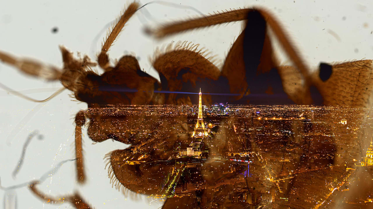 Why are bedbugs so bad in Paris? Blood-thirsty insects are here to ruin your revenge travel