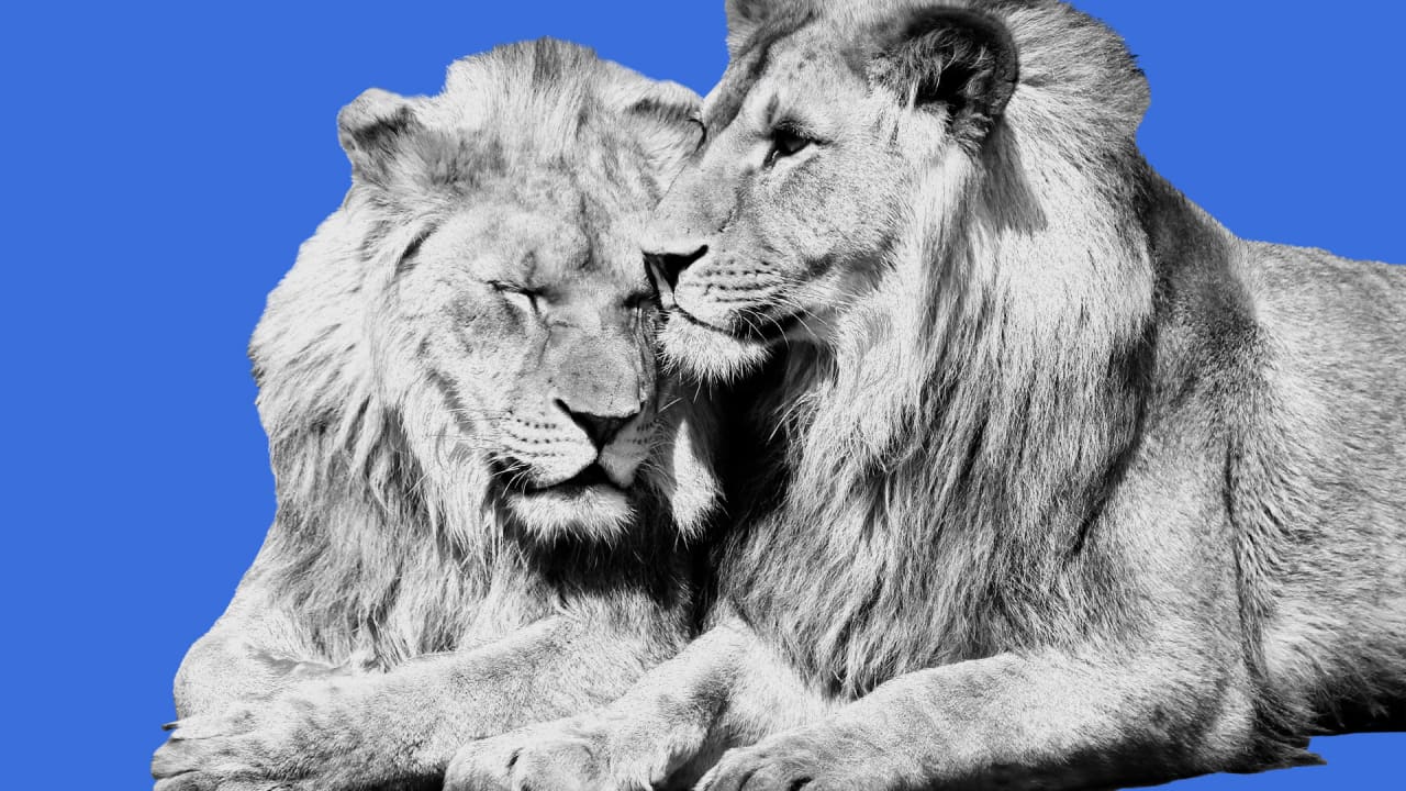 Same-sex sexual behavior is everywhere in the animal kingdom. Scientists have a surprising theory on why