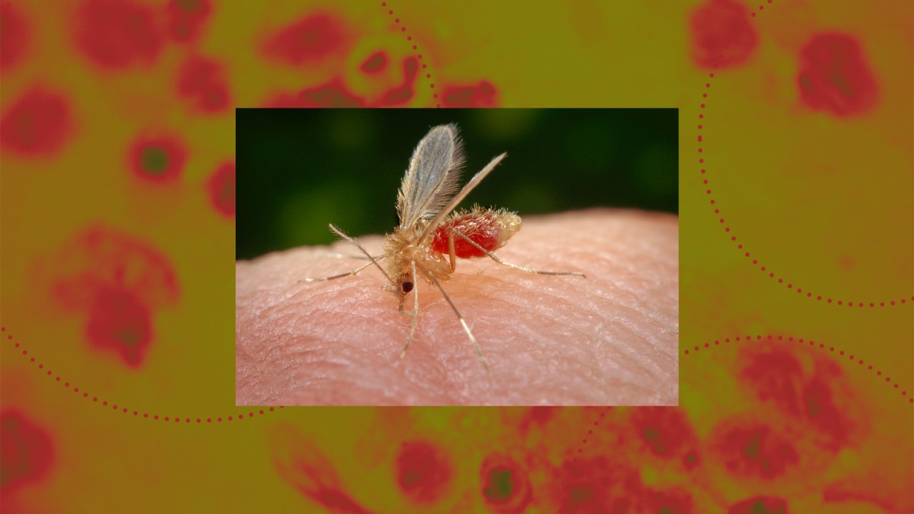 Strong allergic reaction from sandfly bite (UPDATE: Borrelia bacterina) -  Sandflybites