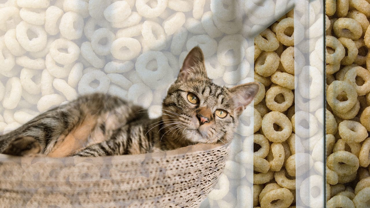 General mills pet food sales