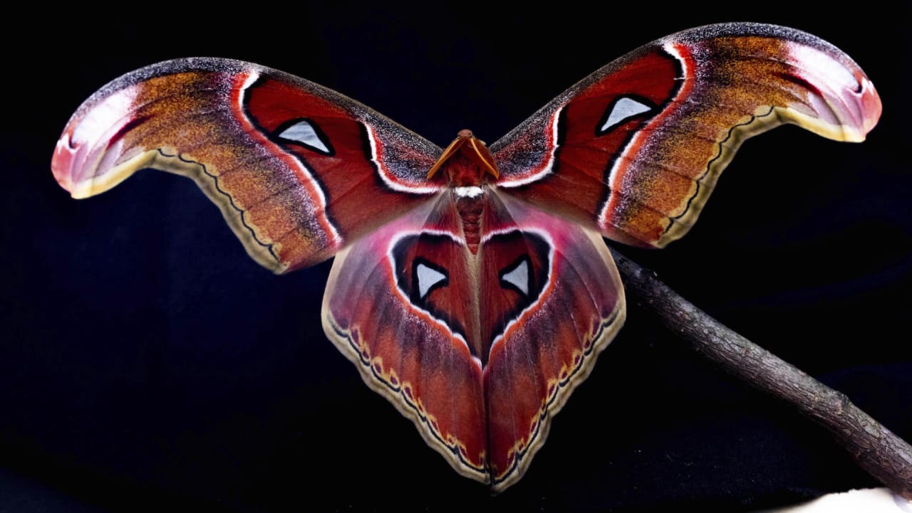 Why are bugs attracted to light? They're not—they're lost