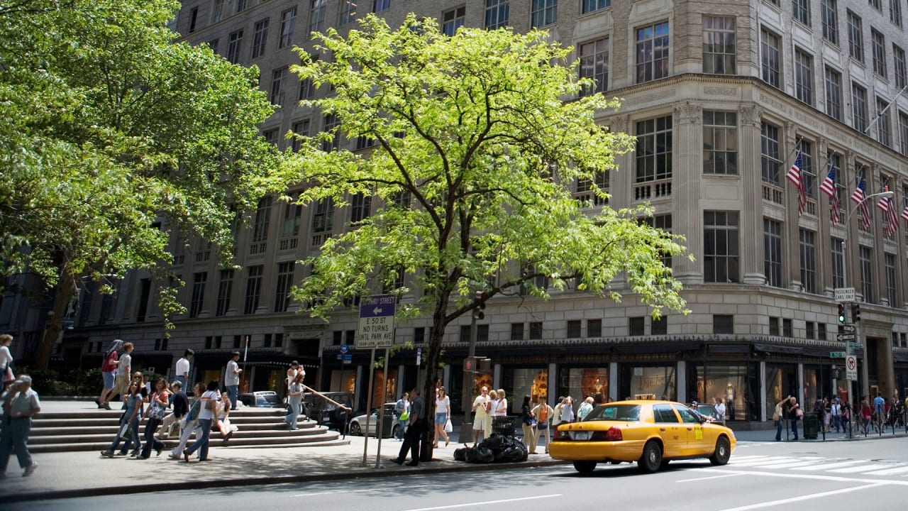 Trees Can Save A City 500 Million Every Year