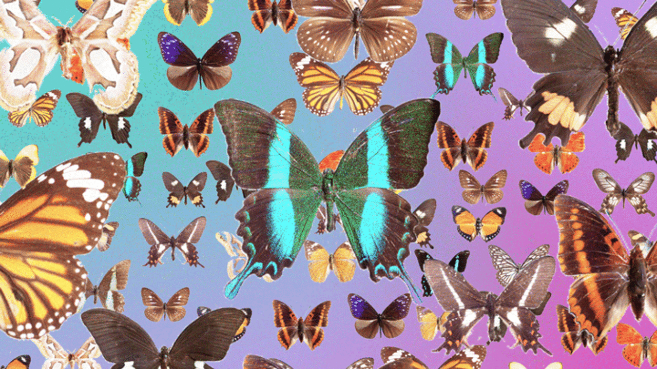 The Most Comprehensive Map Of Butterfly Evolution Ever