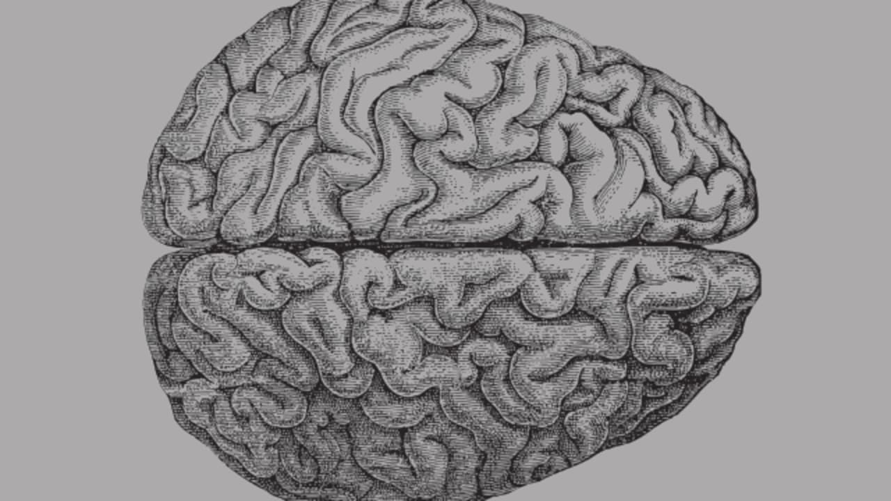 Brain Functions Map Brain Meme Brain Drawing Path Decorations