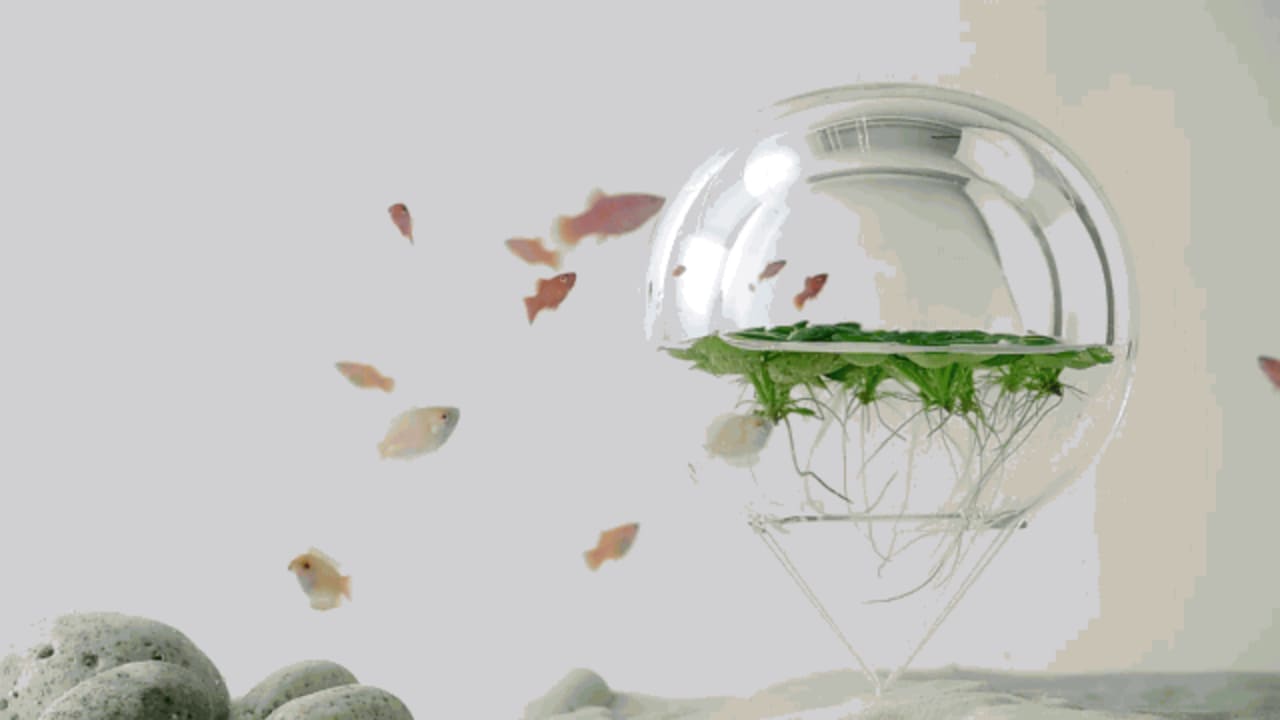 680+ Aquarium Design Goldfish HD Terbaru
