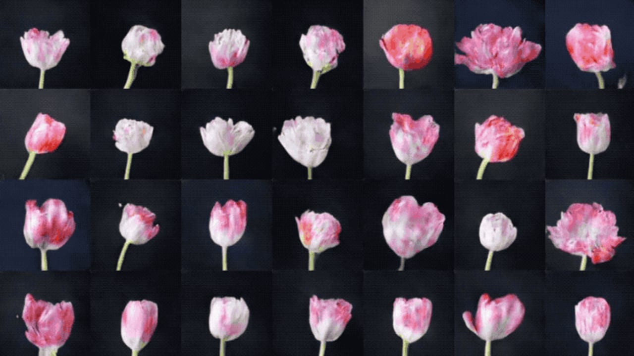 What dreams of tulips 4 What dreams of tulips 95