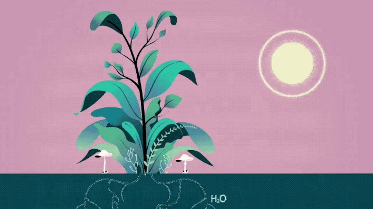 Bill Gates Wants To Hack Photosynthesis