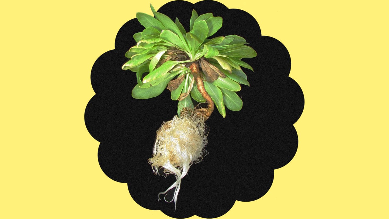 Indoor farms full of dandelions could be our future source of rubber