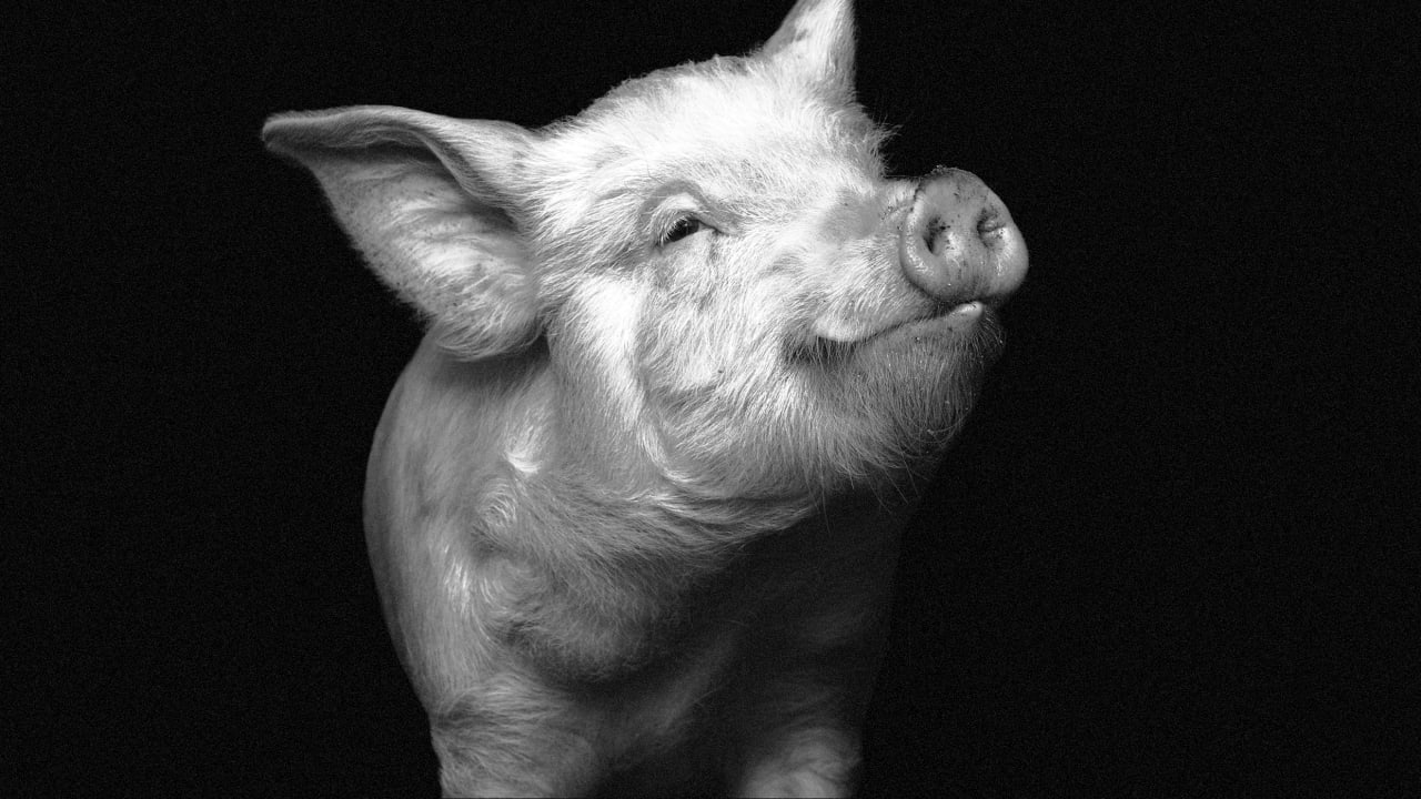 Black and white pig