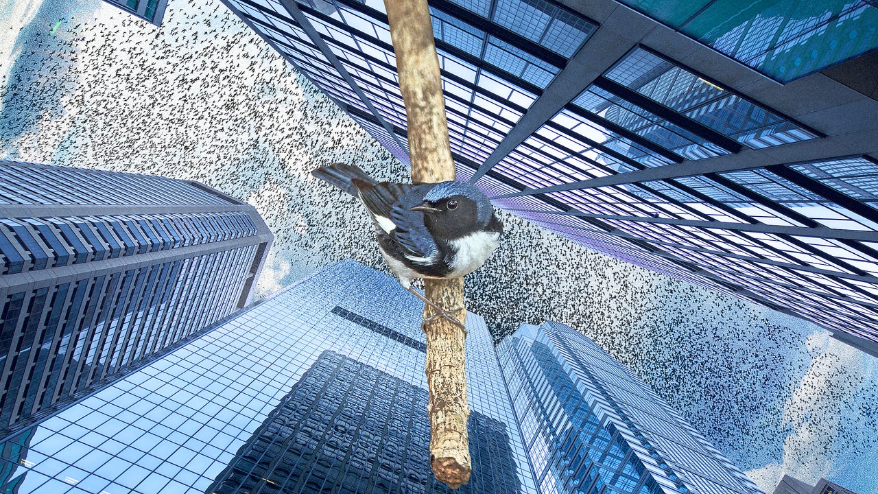 1,000 birds crashed into Philadelphia buildings overnight. No one knows why
