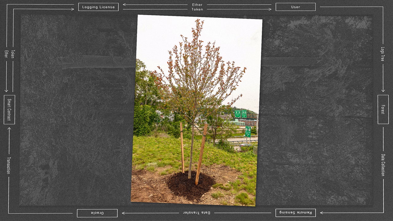 This tree owns itself--and is fighting for its own survival