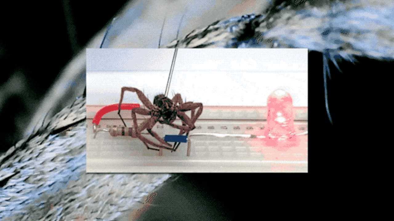 These dead spiders have been transformed into tiny robots