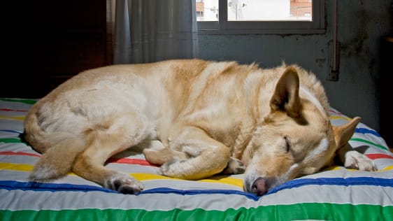 The Science Behind What Naps Do For Your Brain–And Why You Should Have One Today
