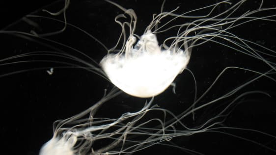 Here’s How People Are Using The Jelly App
