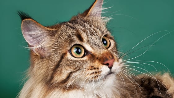 These Scientists Studied Why Internet Stories Go Viral. You Won’t Believe What They Found