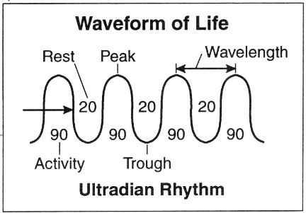 Image result for ultradian rhythms