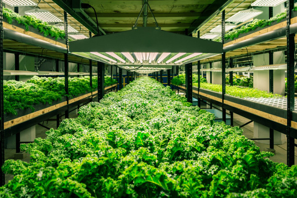 This Old Factory–Now Full Of Fish And Kale–Is Revitalizing ...
