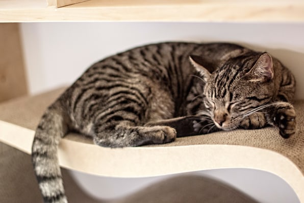 How To Design The Purrfect Cat Cafe I Learned Quickly The First Of Weeks Need More Hiding Hole Places For Cats To Go And Chill Says Ericka Basile Founder