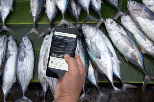 Tracking Tuna On The Blockchain To Prevent Slavery And Overfishing