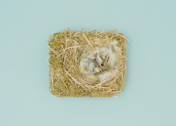 Nature's Master Architects: Look Inside Some Amazing Birds' Nests