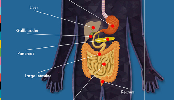 The Human Body Poster Stickers | Discovery 4 + — XO Bimbi, LLC