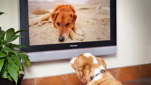 Is Your Dog Bored? - DOGTV: Television for Dogs