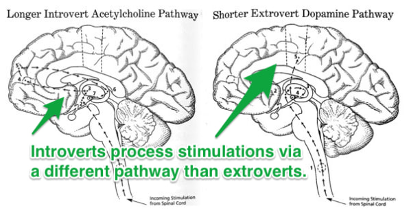 Are You An Introvert Or An Extrovert What It Means For Your Career