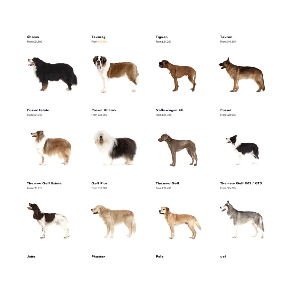 New store puppy breeds