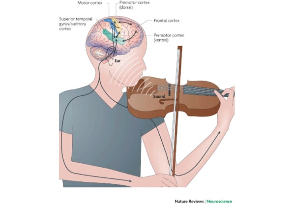 The Science of Music: How Music Education Enhances Brain Development — A  Child's Song : Music Changes Lives