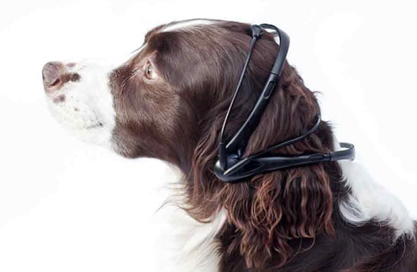 Dog translator collar sale