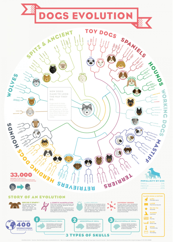Kinds Of Dogs Chart