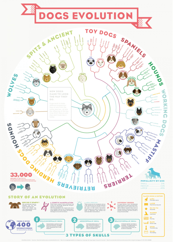 Dog Breed Lineage Chart