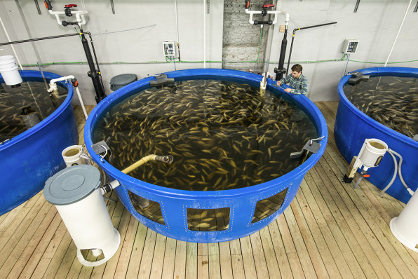 this old factory–now full of fish and kale–is revitalizing