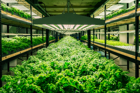 this old factory–now full of fish and kale–is revitalizing