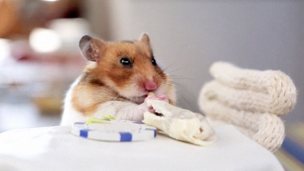 596px x 335px - The Best Thing You'll See Today: This Video Of Hamsters Eating Perfect