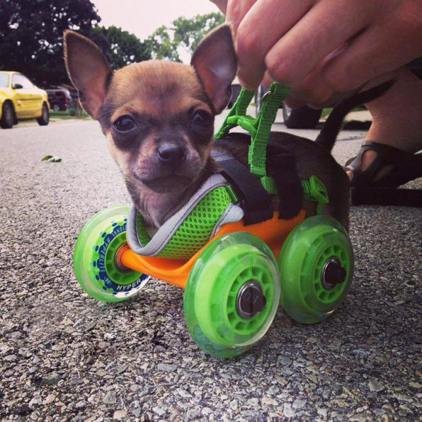 Engineer 3-D Prints An Adorable Dog Wheelchair For A Two-Legged Puppy