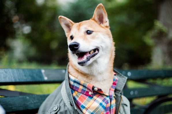 Menswear Dog